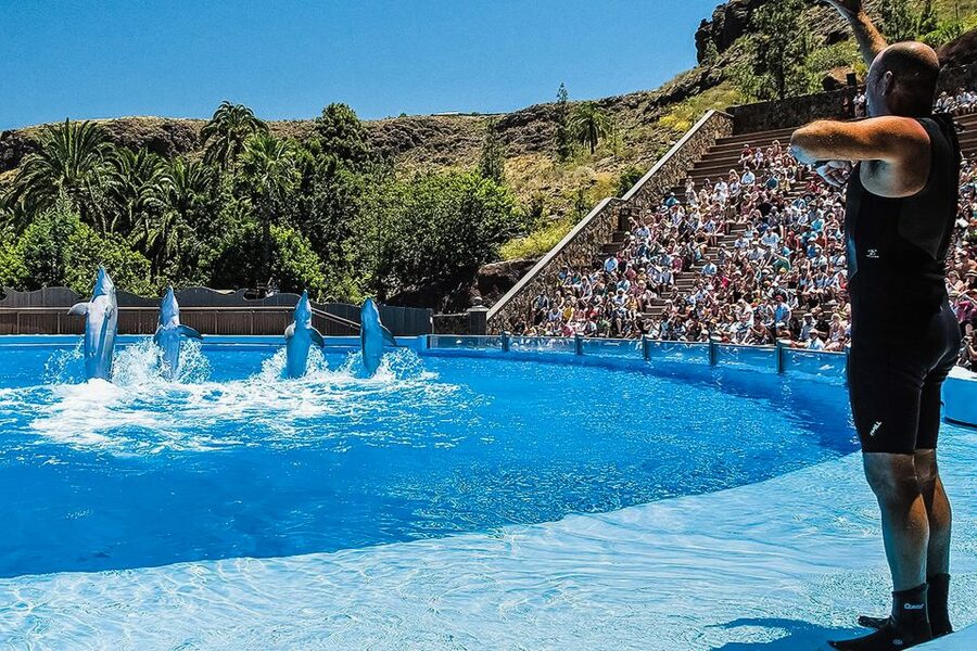 Maspalomas: Palmitos Park Ticket with Dolphin and Bird Shows - Island of Primates: aardvarks, wallabies, meerkats, and talapoins