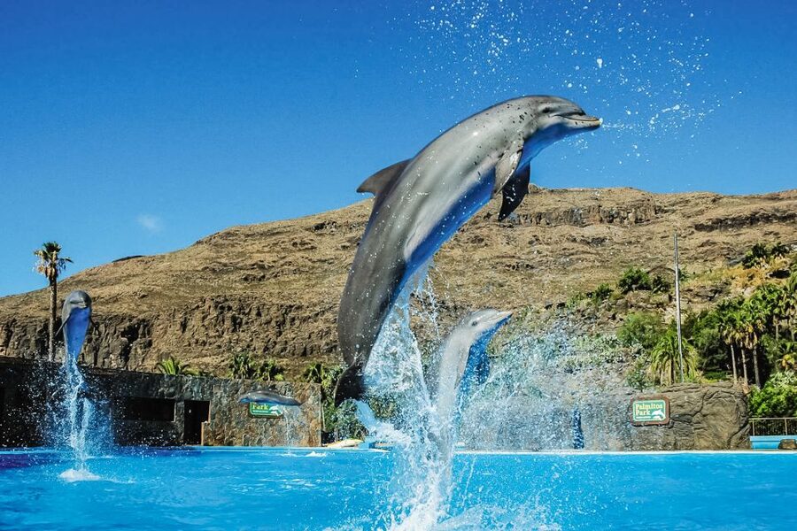 Maspalomas: Palmitos Park Ticket with Dolphin and Bird Shows - The steep hill problem: how to plan your walking day without ruining it