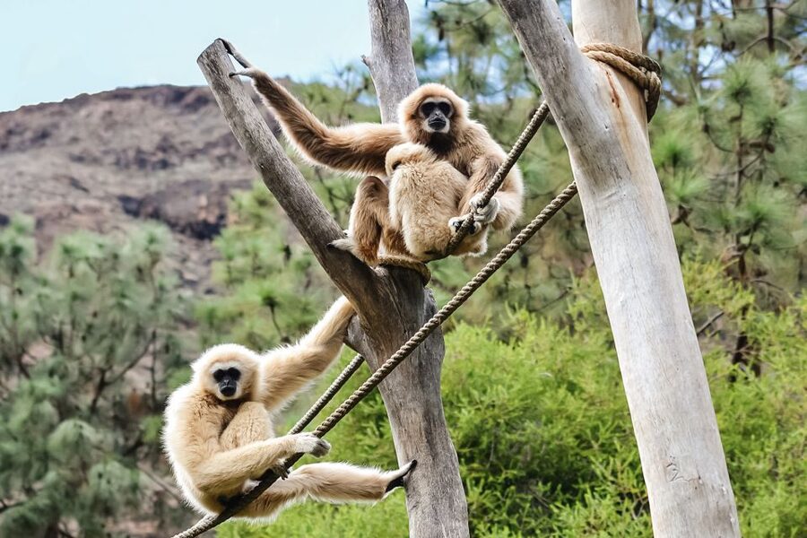 Maspalomas: Palmitos Park Ticket with Dolphin and Bird Shows - Entering the park and setting your day up for success