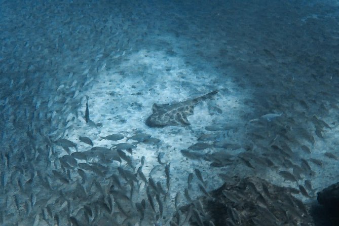 Open Water Diver Scuba Diving Course in Puerto de Mogan - Cost and value: what $542 covers, and what you should budget for