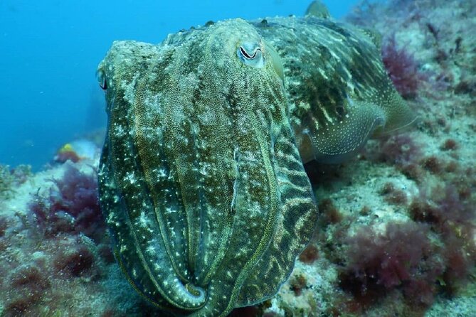 PADI Advanced Diving Course in Gran Canaria - Equipment, Study, and Paperwork You Actually Need to Pack