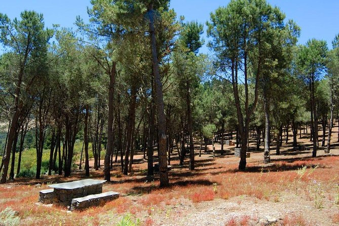 Panorama VIP Tour in Gran Canaria - Stop 6: Fontanales Lunch Stop, and How to Handle the Timing