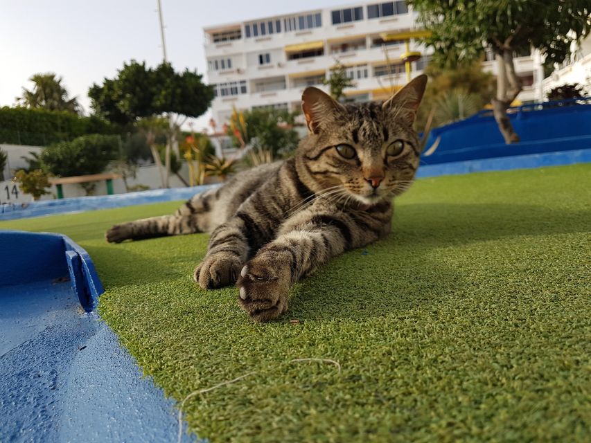Playa del Inglés: Minigolf Taidia - FAQ