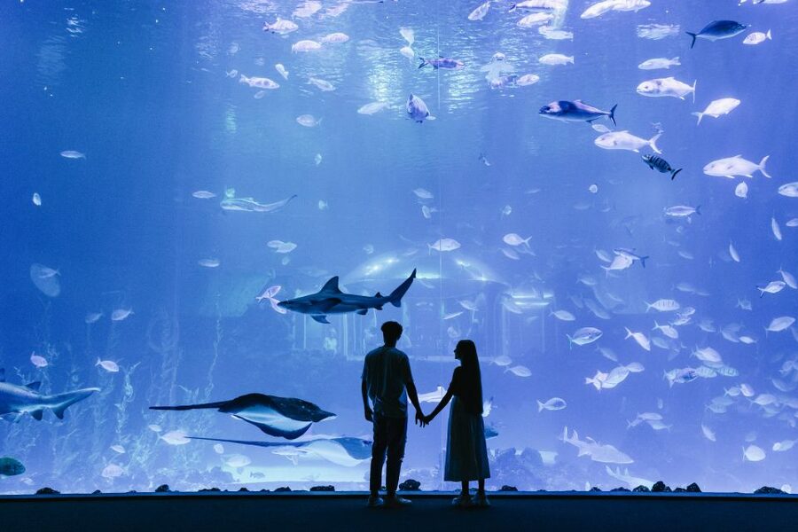 Poema del Mar Skip-the-Line Ticket - What You See Inside Poema del Mar, 35 Ecosystems in One Day