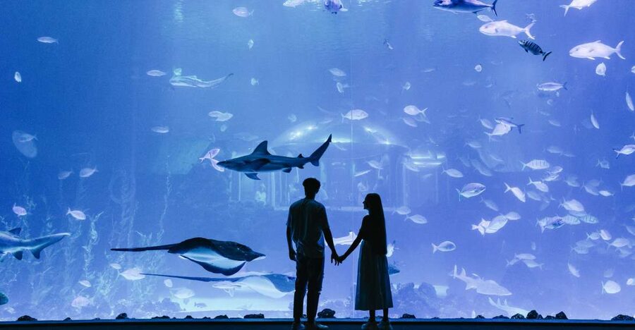 Poema del Mar Skip-the-Line Ticket - Deep Sea Exhibit: Multiple Observation Points and About 3,000 Specimens