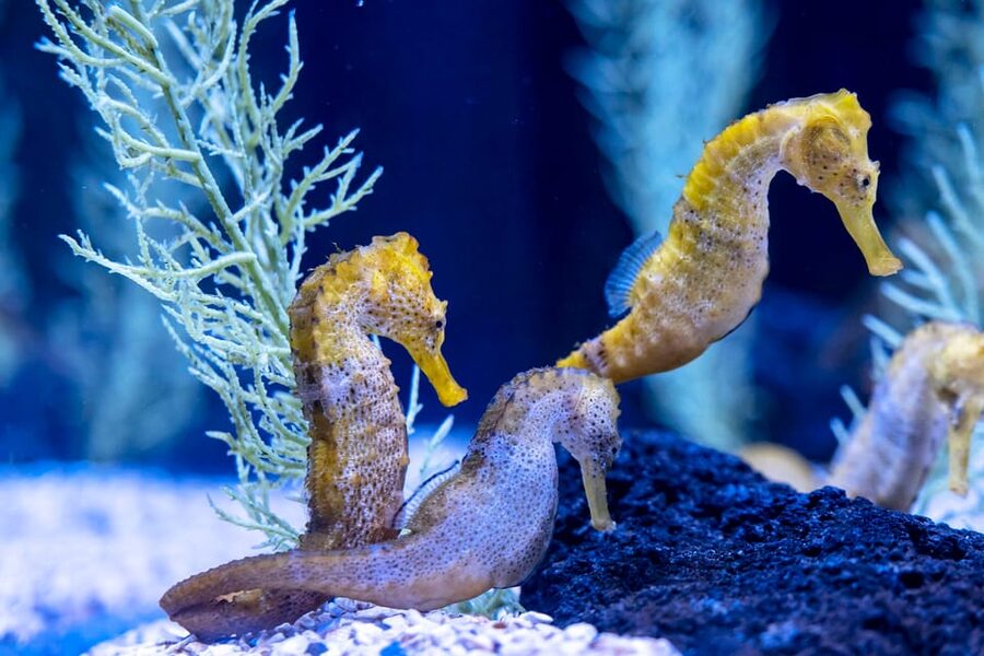 Poema del Mar Skip-the-Line Ticket - El Veril: Canary Island Species in a Vault-Like Aquarium