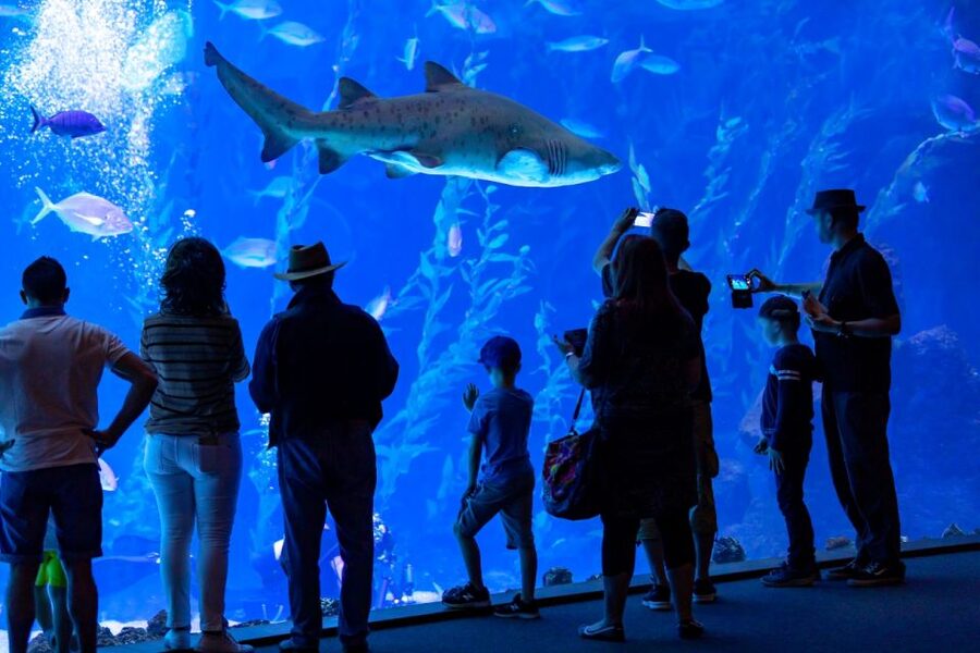 Poema del Mar Skip-the-Line Ticket - La Jungla and the Habitat Mix: Fluorescent Corals, Mangroves, and More