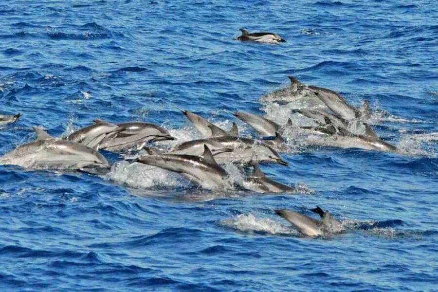 Puerto Rico de Gran Canaria: Premium Dolphin Catamaran Tour - Key moments worth centering your day on