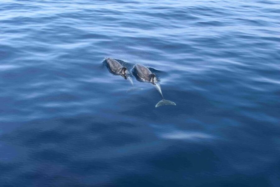 Puerto Rico de Gran Canaria: Premium Dolphin Catamaran Tour - Dolphins are the star, but you might also spot turtles, flying fish, and whales