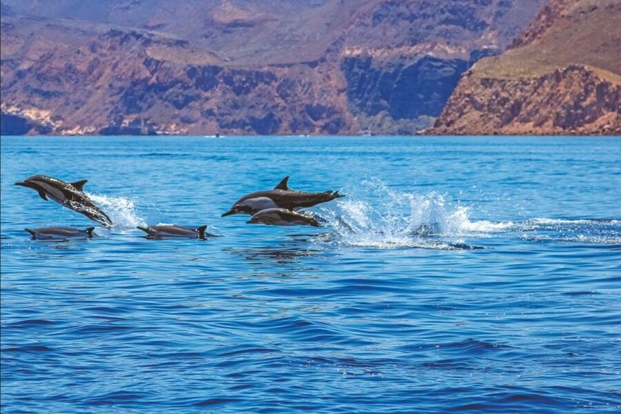 Puerto Rico de Gran Canaria: Premium Dolphin Catamaran Tour - The 4-hour timeline: caves, cliffs, beaches, then a real swim stop