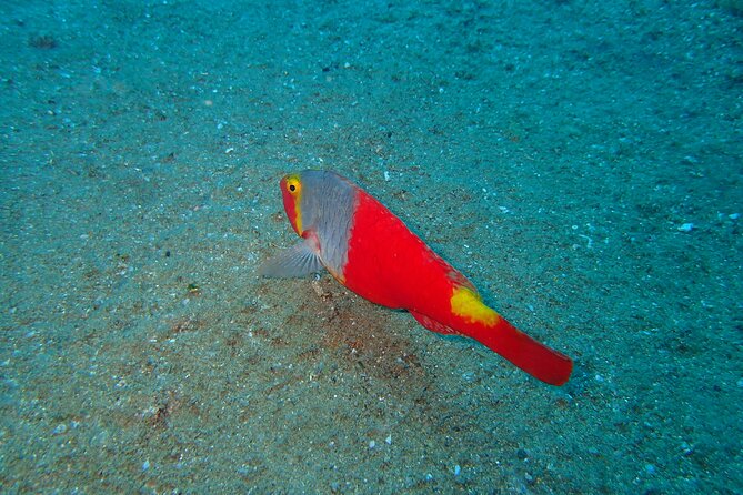 Scuba Diving Experience at Arguineguin and Puerto Rico - Key things that make this intro scuba outing work