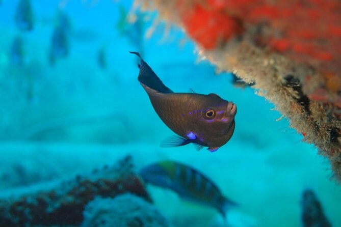 Scuba Diving Experience at Arguineguin and Puerto Rico - Where you go around Gran Canaria: Arguineguin and Puerto Rico conditions