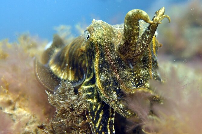 Scuba Diving Experience for Beginners in Gran Canaria - Timing rules: your flight window matters
