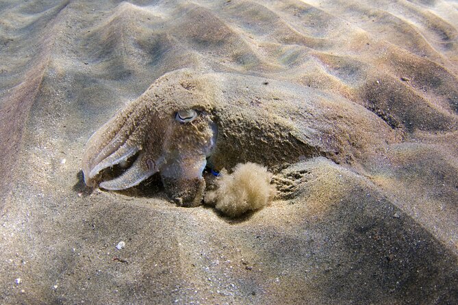 Snorkeling in Gran Canaria with Hotel Pick-up - Gear comfort: wetsuit use makes a real difference