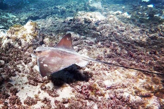 Snorkeling in Gran Canaria with Hotel Pick-up - Hotel pickup across Playa del Inglés, Maspalomas, Puerto Rico, Mogan, and more