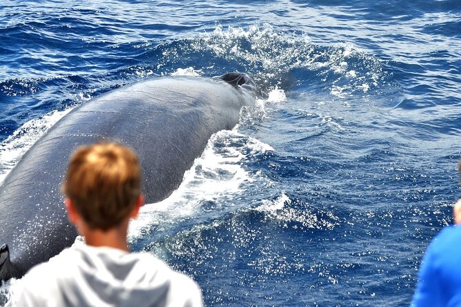 Spirit of the Sea: Cetacean sighting in Gran Canaria - Why This Catamaran Whale and Dolphin Cruise Works in Gran Canaria