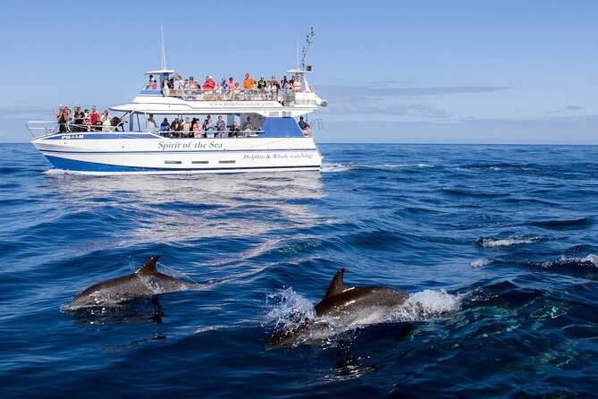 Spirit of the Sea: Cetacean sighting in Gran Canaria - What It’s Like When Dolphins or Whales Show Up