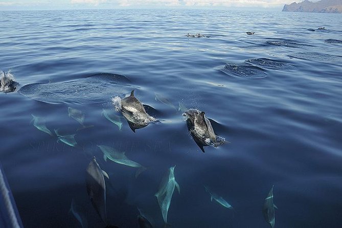 Spirit of the Sea: Cetacean sighting in Gran Canaria - The Underwater Viewing Area, Glass Bottoms, and One Real Catch