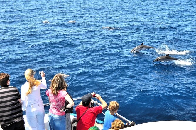 Spirit of the Sea: Cetacean sighting in Gran Canaria - Learning Onboard: The Brochure Makes Sightings Make Sense