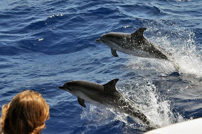 Spirit of the Sea: Cetacean sighting in Gran Canaria - Comfort and Practical Tips for Rough Water Days