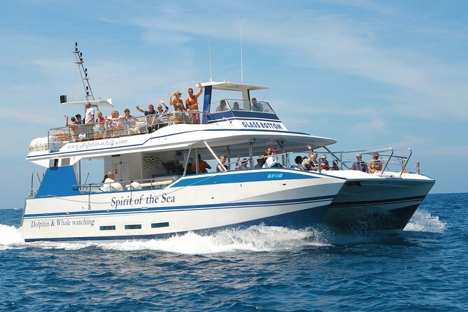 Spirit of the Sea: Cetacean sighting in Gran Canaria - Price and Value: What $48.27 Really Buys You