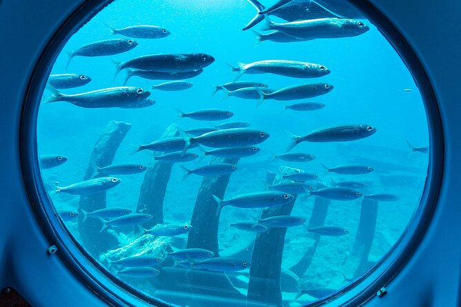 SUBMARINE ADVENTURE - Submarine Excursion in Puerto de Mogán - Visibility and fish expectations: how to avoid disappointment