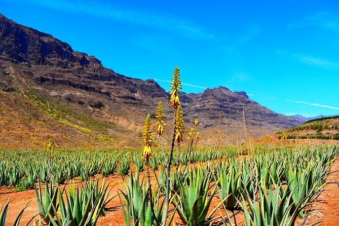 Tour to Arucas, Teror, Aloe Vera farm - Highlights - Key things that make this tour work